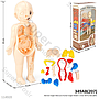Mainan Edukasi Boneka Model Organ Manusia Human Organ Model 1 Inner 48 Pcs Box @96